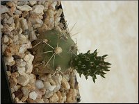 1207 Tephrocactus sphaericus M1382 PICT5458M1382